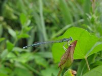 Platycnemis pennipes 19, Blauwe breedscheenjuffer, male, Saxifraga-Harry van Oosterhout