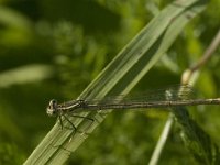 Platycnemis pennipes 20, Blauwe breedscheenjuffer, female, Saxifraga-Jan van der Straaten