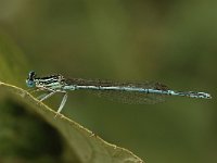 Platycnemis pennipes 25, Blauwe breedscheenjuffer, Saxifraga-Bas Klaver