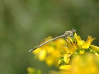 Platycnemis pennipes 3, Blauwe breedscheenjuffer, Vlinderstichting-Jaap Bouwman