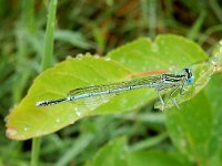 Platycnemis pennipes 31, Blauwe breedscheenjuffer, Saxifraga-Peter Meininger