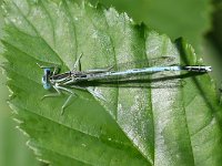 Platycnemis pennipes 36, Blauwe Breedscheenjuffer, Saxifraga-Henk Baptist