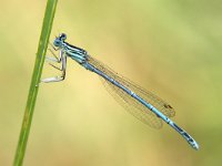 Platycnemis pennipes 38, Blauwe Breedscheenjuffer, Saxifraga-Henk Baptist