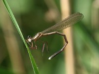 Platycnemis pennipes 40, Blauwe Breedscheenjuffer, Saxifraga-Henk Baptist