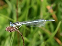 Platycnemis pennipes 41, Blauwe Breedscheenjuffer, Saxifraga-Henk Baptist