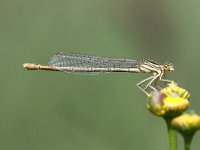 Platycnemis pennipes 42, Blauwe Breedscheenjuffer, Saxifraga-Henk Baptist