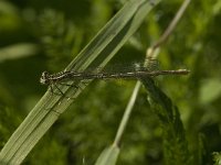 Platycnemis pennipes 5, Blauwe breedscheenjuffer, female, Saxifraga-Jan van der Straaten