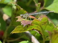 Platycnemis pennipes 50, Blauwe breedscheenjuffer, Saxifraga-Tom Heijnen