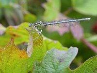 Platycnemis pennipes 51, Blauwe breedscheenjuffer, Saxifraga-Tom Heijnen