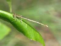 Platycnemis pennipes 7, Blauwe breedscheenjuffer, female, Vlinderstichting-Tim Termaat