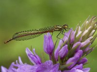 Pyrrhosoma nymphula 16, Vuurjuffer, Saxifraga-Willem van Kruijsbergen