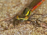 331_12, Vuurjuffer : Vuurjuffer, Large Red Damselfly, Pyrrhosoma nymphula, male