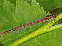 Vuurjuffer #47801 : Vuurjuffer, Large Red Damselfly, Pyrrhosoma nymphula