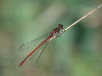 Pyrrhosoma nymphula 4, Vuurjuffer, male, Vlinderstichting-Antoin van der Heijden