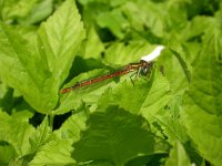 Pyrrhosoma nymphula 5, Vuurjuffer, male, Vlinderstichting-Jaap Bouwman