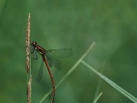 Pyrrhosoma nymphula 6, Vuurjuffer, tandem, Vlinderstichting-Robert Ketelaar