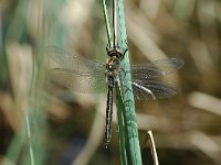 Somatochlora alpestris 2, Taigaglanslibel, Vlinderstichting-Jaap Bouwman : dollnstein