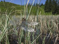 Somatochlora alpestris 5, Taigaglanslibel, Saxifraga-Rob Felix : Animalia, Arthropoda, Insecta, Odonata, animal, arthropod, dargonfly, dier, dieren, geleedpotige, geleedpotigen, insect, insecten, juffer, libel, libellen