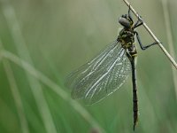 Somatochlora arctica 1, Hoogveenglanslibel, female, Vlinderstichting- Jaap Bouwman : vacantie