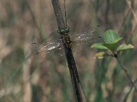 Somatochlora arctica 6, Hoogveenglanslibel, male, Vlinderstichting-Antoin van der Heijden