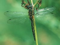 Somatochlora flavomaculata 4, Gevlekte glanslibel, Vlinderstichting-Robert Ketelaar