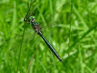 Somatochlora metallica, Brilliant Emerald