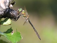 Somatochlora metallica 2, Metaalglanslibel, Vlinderstichting-Tim Termaat