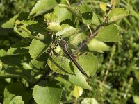 Somatochlora metallica 5, Metaalglanslibel, Saxifraga-Willem van Kruijsbergen