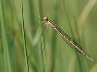 Sympecma fusca 1, Bruine winterjuffer, Vlinderstichting-Jaap Bouwman