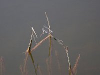 Sympecma fusca 11, Bruine winterjuffer, Saxifraga-Peter Meininger