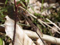 Sympecma fusca 12, Bruine winterjuffer, Saxifraga-Rutger Barendse