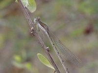 Sympecma fusca 13, Bruine winterjuffer, Saxifraga-Rob Felix : Animalia, Arthropoda, Insecta, Odonata, animal, arthropod, dargonfly, dier, dieren, geleedpotige, geleedpotigen, insect, insecten, juffer, libel, libellen