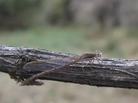 Sympecma fusca 14, Bruine winterjuffer, Saxifraga-Rob Felix : Animalia, Arthropoda, Insecta, Odonata, animal, arthropod, dargonfly, dier, dieren, geleedpotige, geleedpotigen, insect, insecten, juffer, libel, libellen