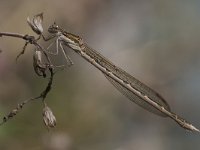 Sympecma fusca 15, Bruine winterjuffer, Saxifraga-Luc Hoogenstein