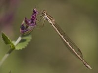 Sympecma fusca 16, Bruine winterjuffer, Saxifraga-Luc Hoogenstein