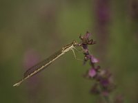 Sympecma fusca 17, Bruine winterjuffer, Saxifraga-Luc Hoogenstein