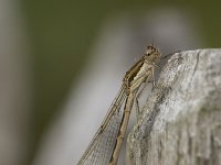 Sympecma fusca 18, Bruine winterjuffer, Saxifraga-Luc Hoogenstein