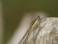 Sympecma fusca 19, Bruine winterjuffer, Saxifraga-Luc Hoogenstein