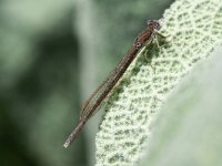 Sympecma fusca 2, Bruine winterjuffer, Vlinderstichting-Tim Termaat