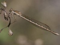 Sympecma fusca 20, Bruine winterjuffer, Saxifraga-Luc Hoogenstein