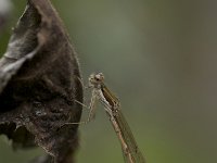 bruine winterjuffer; Sympecma fusca; Brown Emerald Damselfly  bruine winterjuffer; Sympecma fusca : stadsnatuur, garden, insekt, damselfly, plant, stad, nature, Brown Emerald Damselfly, Common Winter Damselfly, insect, Utrecht, city, bruine winterjuffer, Sympecma fusca, juffer, libel, natuur, city nature, tuin, waterjuffer, Common Winter Damsel