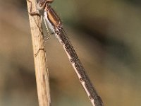 Sympecma fusca 24, Bruine winterjuffer, Saxifraga-Peter Meininger