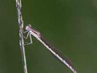 Sympecma fusca 26, Bruine winterjuffer, Saxifraga-Mark Zekhuis