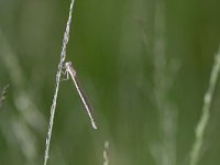 Sympecma fusca 27, Bruine winterjuffer, Saxifraga-Mark Zekhuis