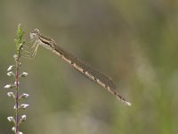 Sympecma fusca 28, Bruine winterjuffer, Saxifraga-Willem van Kruijsbergen