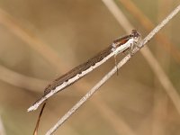 Sympecma fusca 29, Bruine Winterjuffer, Saxifraga-Henk Baptist