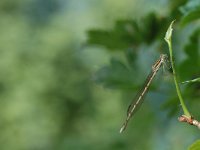 Sympecma fusca 3, Bruine winterjuffer, Vlinderstichting-Jaap Bouwman