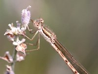 Sympecma fusca 30, Bruine Winterjuffer, Saxifraga-Henk Baptist