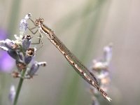 Sympecma fusca 31, Bruine Winterjuffer, Saxifraga-Henk Baptist