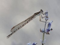 Sympecma fusca 32, Bruine Winterjuffer, Saxifraga-Henk Baptist